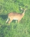 Near-extinct antelope captured in photograph8