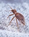 Up to scratch: how city life has fuelled the rise of the bedbug