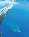 Darkening of the oceans: a severe threat to marine life, say scientists