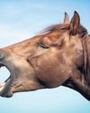 Not just a long face: horses have 'complex repertoire' of expressions, study finds6
