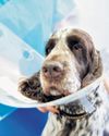 Veterinary complaints process 'is letting down pet owners'26