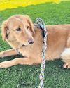 'What a girl!' Dog rescued off island after 100-mile trek 'What a girl!' Dog rescued off island after 100-mile trek