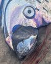 Rarely seen 'doomsday' oarfish found washed up in Tasmania Rarely seen 'doomsday' oarfish found washed up in Tasmania