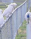 Drinks all round! Sydney cockatoos learn to use public water fountains38