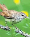 We'll Lose the Nightingales' Songbirds at Risk From Developers27