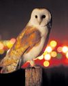 What a hoot! Joy as owl sightings rise across London32