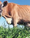 New Zealanders turn to home churning as butter prices soar New Zealanders turn to home churning as butter prices soar