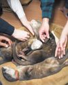 Too Cute for Their Own Good: How Japan's Pet Cafes May Be Driving Illegal Otter Trade Too Cute for Their Own Good: How Japan's Pet Cafes May Be Driving Illegal Otter Trade