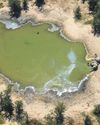 It's Getting Worse' Elephants Join the Victims of Rise in Toxic Algal Blooms58