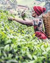Trouble brewing Kenya pulls tea producers out of ethical label scheme64