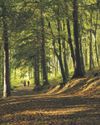 Lack of veteran trees harming UK biodiversity, says Woodland Trust report14