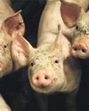 US-style megafarms are on the rise with 24,000 across Europe US-style megafarms are on the rise with 24,000 across Europe