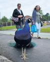 Pride and prejudice: roaming peacocks split opinion in village Pride and prejudice: roaming peacocks split opinion in village