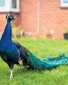 Pride and prejudice: roaming peacocks split opinion in village28