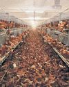 Farmers Gulf trade deal 'could let low-welfare meat into UK'17