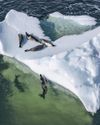 Seal numbers drop as sea ice in Antarctica melts - study25