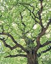 Long day's journey: celestial shift may mark a high for trees42