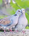 Release of turtle doves aims to revive 'sound of English summer'31