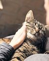 Police 'should be trained' in how abusers use pets to exert control24