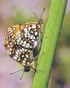 Rare butterfly species thriving after warm and sunny spring31