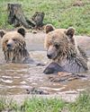Bears take the honey and run at wildlife park in Devon18