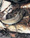 Scientists Link Shrinking Cod to Rapid Evolutionary Changes Driven by Intensive Fishing22