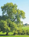 New hope as latest generations of wild ash trees evolve resistance to deadly fungus7