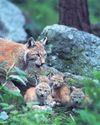 Lynx could return to UK in two years, says wildlife regulator27