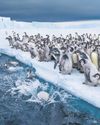 Loss of US government data on sea ice alarms scientists2