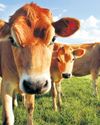 Global dairy production at risk from extreme heatwaves, say researchers12