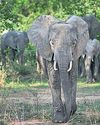 Elephant Kills Two Tourists in Zambia37