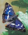 Conservationists all of a flutter over purple emperor sightings26