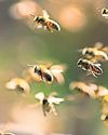 Three critically injured during bee attack in French town36