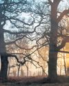 It's a big worry' Missing saplings prompt fears for Britain's ancient woodlands47