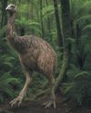 It's 12ft tall, feathery and been extinct for 600 years: can the giant moa live again?4