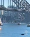 'Inquisitive' humpback whale causes stir in Sydney harbour The Guardian