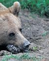 Order to kill mother bear and cubs put on hold in Norway The Guardian