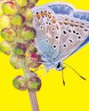 Wings of desire: call for butterfly watchers as numbers boom The Guardian