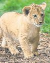 Restaurant in China criticised for selling lion cub cuddles The Guardian