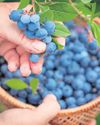Warm spring helps deliver bumper crop of British blueberries The Guardian