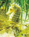 It's Spectacular' Volunteer Divers in Dorset Record Surge in Seahorses The Guardian