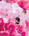 More than half of councils 'still use pesticides in public spaces'15