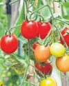 Tomato is the mother: landmark study shows how potatoes evolved26
