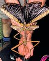 Supersized stick insect discovered in Australia42