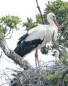 Rewilding group seeks views on returning white storks to London17