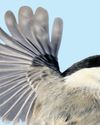Natural England says time running out to stop wildlife decline24
