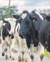 Dairy farms Shortage of workers 'threatens food security'43
