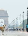 Order to remove all stray dogs from Delhi divides residents40