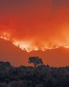 Tinderbox Spaniards urged to adapt the landscape to prevent wildfires42