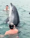 Public urged to stay away from injured dolphin off Dorset coast26
